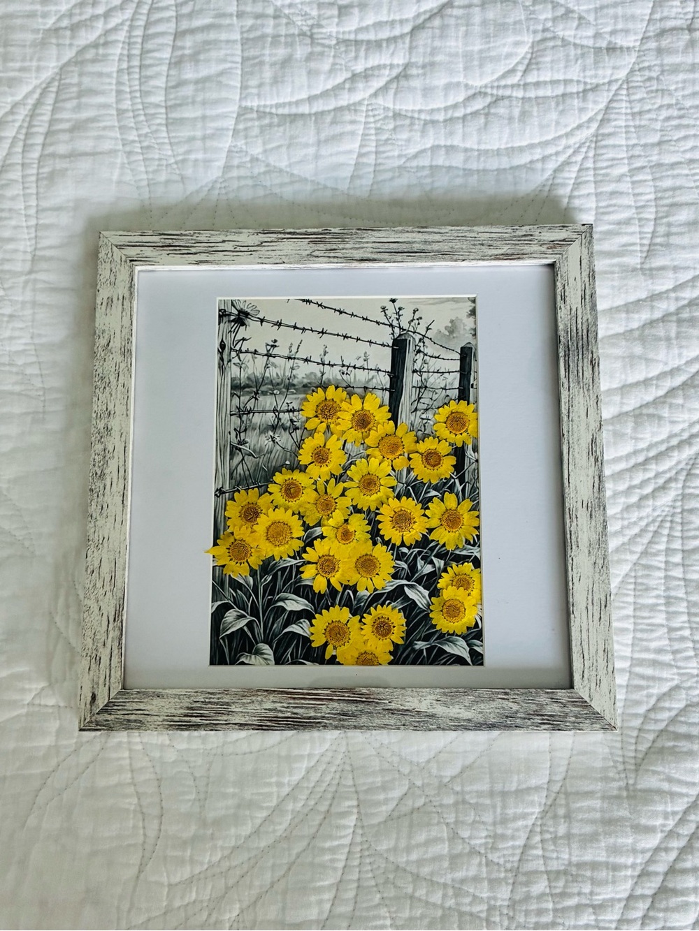 Framed Pressed Dried Flowers Along Roadside